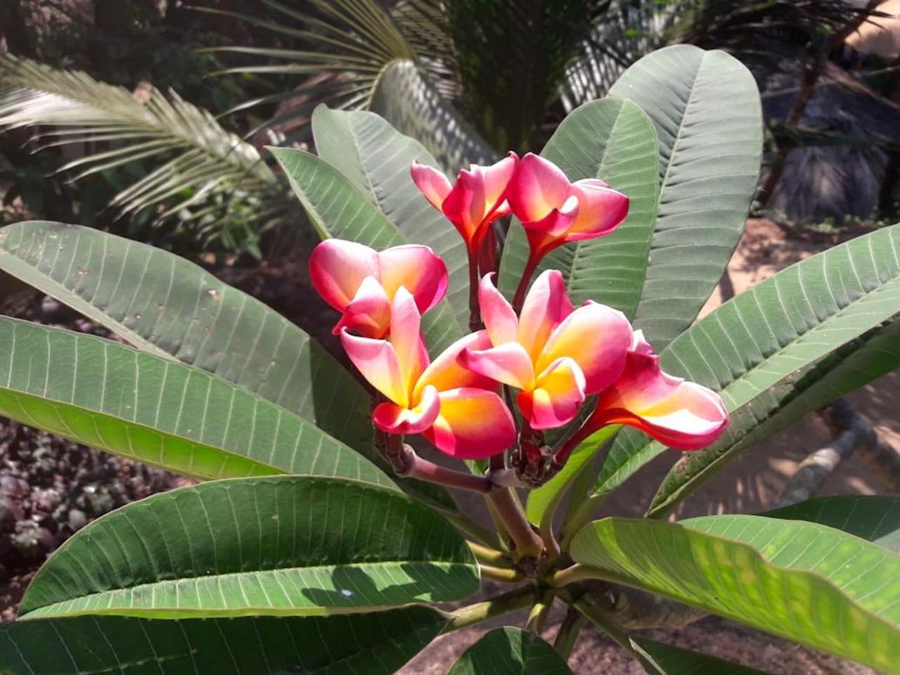 Blue Lagoon Resort Goa Cola Dış mekan fotoğraf